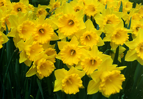 N.cvMDutch Master fiiLbXX@u_b`E}X^[vj