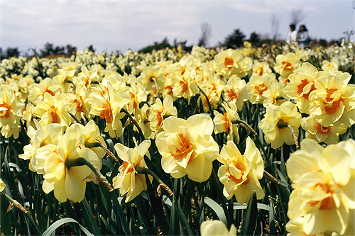 N.cvMTahichfiiLbXX u^q`vj