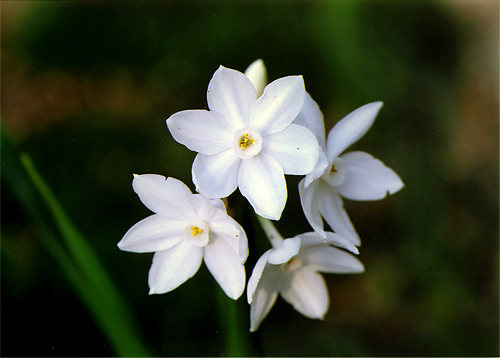 N.tazetta ssp@papyraceus ` Paper White`iiLbXX@^[b^@psPEX uy[p[@zCgvj