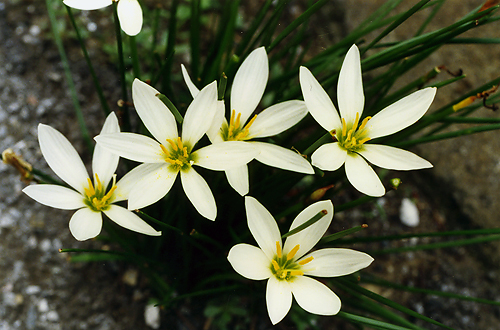 Z.candidai[tBeX@JfB_j