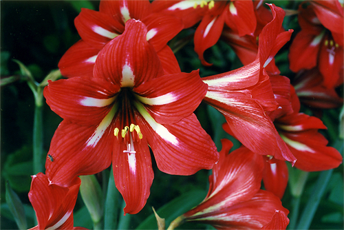 H.~hybridumiqbyAXg@quhDuĂ̋Pvj