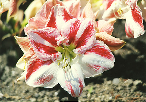 H.~hybridumiqbyAXg@quhDuiCebhElCVvj