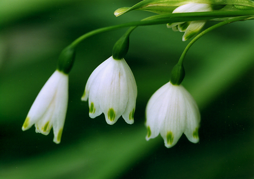 L.aestivumiER@AGXeBEj