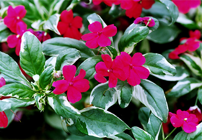 EHAieVariegated Pinkf