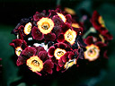 P.auricula 'Alansford'