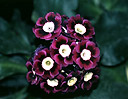 P.auricula 'Boxburgh'