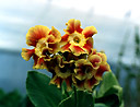 P.auricula 'George Swinford's Leathercoat'