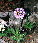 P.denticulata