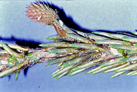 新芽の被害 新芽の被害