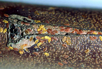 越冬幼虫 越冬幼虫