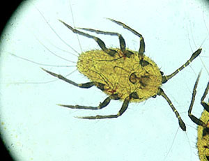 孵化幼虫 孵化幼虫