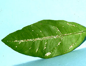 幼虫寄生葉 幼虫寄生葉