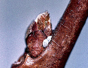 越冬幼虫 越冬幼虫