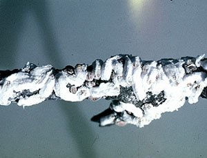 枝に密集した雌成虫と卵のう 枝に密集した雌成虫と卵のう