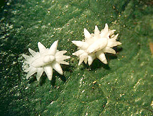 雄幼虫介殻 雄幼虫介殻