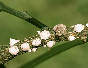 成・幼虫 成・幼虫