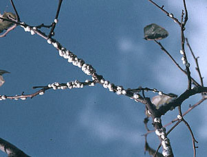 寄生状況(柿) 寄生状況(柿)