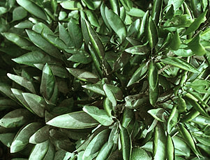 すす病の発生状況 すす病の発生状況