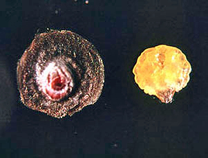 雌成虫介殻と虫体 雌成虫介殻と虫体