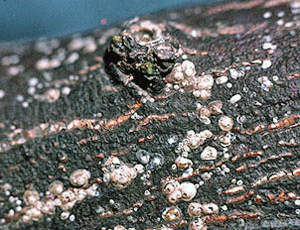 幹への寄生状況 幹への寄生状況