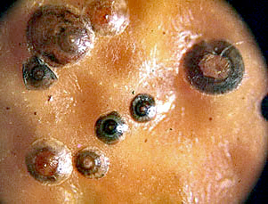 主に幼虫 主に幼虫