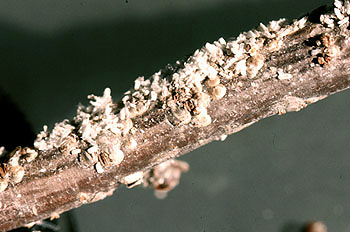 クワシロカイガラムシ クワシロカイガラムシ