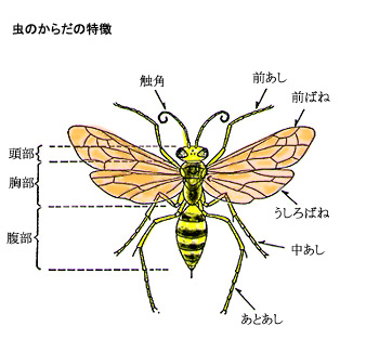 昆虫科学館 虫の飼い方 公益社団法人農林水産 食品産業技術振興協会