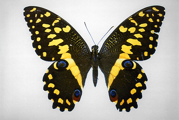 マダガスカルオナシアゲハ（1オス、マダガスカル産） アゲハチョウの仲間／世界の珍奇・美麗昆虫 -- 公益社団法人農林