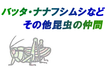 ^CgFob^EiitVVȂǂ̑̒