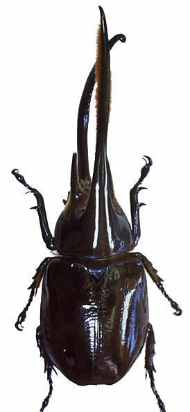 ブラジル産　美麗コガネムシ ブラジル産 美麗コガネムシ 2015年WILDからの 南米ブラジル 最