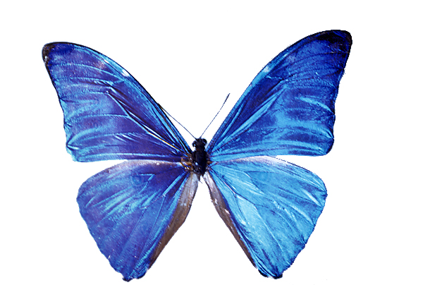 モルフォチョウなどその他チョウとガの仲間／世界の珍奇・美麗