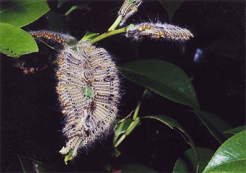 刺す毛虫１ チャドクガ 庭の刺す毛虫 刺さない毛虫 公益社団法人農林水産 食品産業技術振興協会