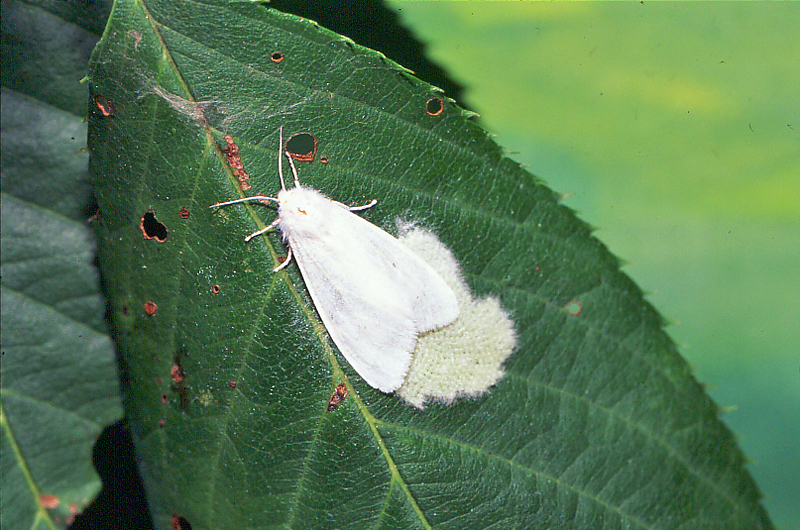 刺さない毛虫２ アメリカシロヒトリ 庭の刺す毛虫 刺さない毛虫 公益社団法人農林水産 食品産業技術振興協会