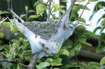 オビカレハの中齢幼虫のテント