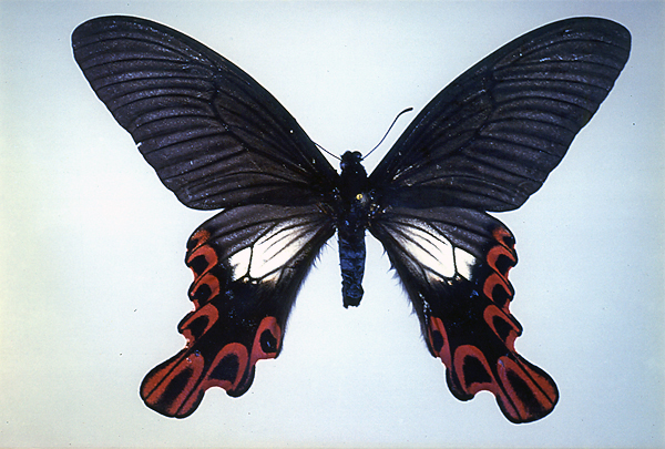 フトオアゲハ♂標本 ★台湾産★有名種 104mm 美麗標本状態⭕️ 入手困難 フトオアゲハ♂標本 ☆台湾産☆有名種 104mm 美麗標本状態