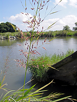 穂の拡大 穂の拡大