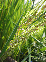 実った穂 実った穂