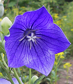 花正面・拡大 花正面・拡大