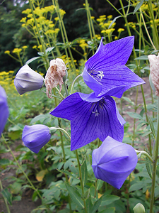 キキョウ キキョウ