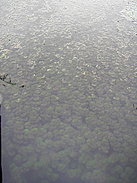 生い茂るハゴロモモ 生い茂るハゴロモモ