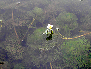 ハゴロモモ ハゴロモモ