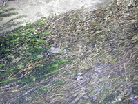 流れに揺れるササバモ 流れに揺れるササバモ