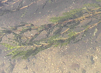 葉の拡大 葉の拡大