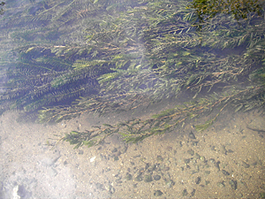 ササバモ ササバモ