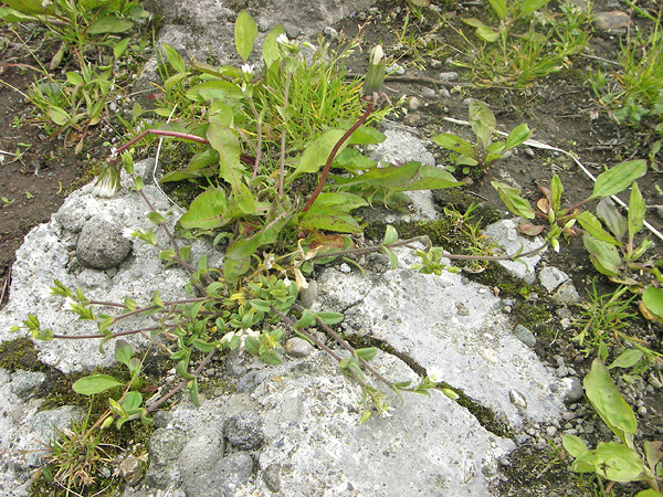 ミミナグサ ミミナグサ