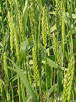 穂の拡大 穂の拡大