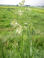 カモガヤ カモガヤ