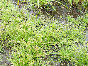 ニッポンイヌノヒゲ ニッポンイヌノヒゲ