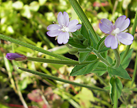 花・拡大 花・拡大