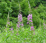 ヤナギラン ヤナギラン